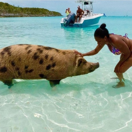 @theworldisyoursblog new friends #PigBeach #Bahamas #soultravel