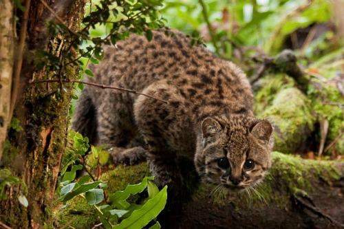 funkysafari:The kodkod Leopardus guigna is the smallest felid in the Americas weighing about 2.