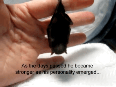 gifsboom:  Video:  Cute Baby Bat 