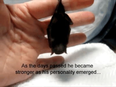 amroyounes:  The Tale of Lil Drac