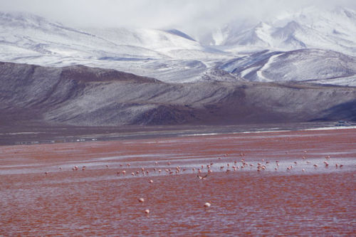 Laguna Colorada (Bolivia) was…FREEZING! However, it was one of the most beautiful places I&rs