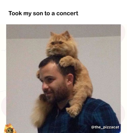 Guess his favorite band.. @catnamedpizza @the_catnamedcheeto @catsonsnacks @chonksdoingthings. .