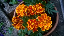 I absolutely love my fiery marigolds <3