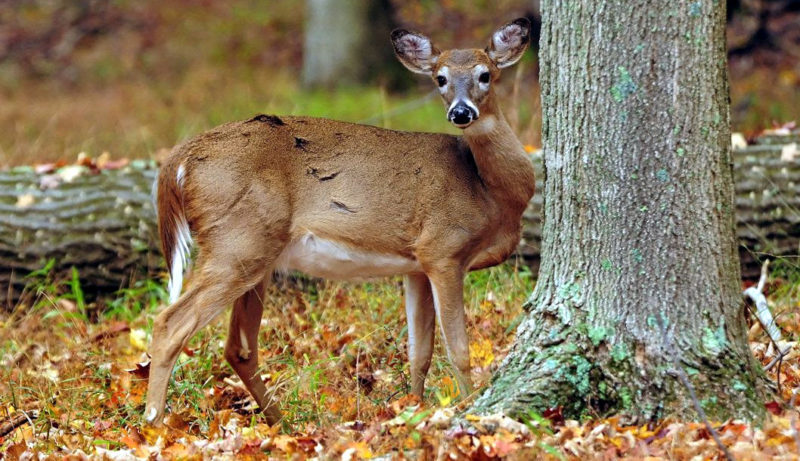 Epizootic Hemorrhagic Disease diagnosed in West Virginia deer - West Virginia Explorer