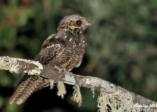 Eurasian Nightjar (Caprimulgus europaeus)&gt;&gt;by Ramon Labora