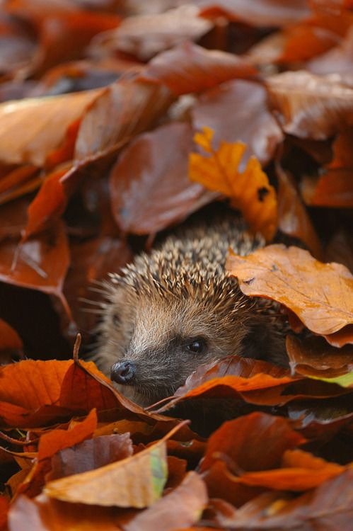 gyclli:   	Untitled by Moonlight Witches      Hedgehog in Autumn leaves    Pillaged