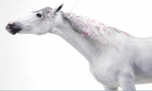 lorijoloveshorses:  floralls:   imagination by Svetlana Petrova     Gorgeous Horses!!! Love this! 