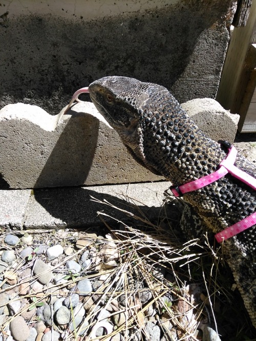 Khan enjoys a walk in the sun.