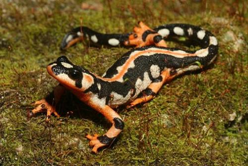 rhamphotheca:Kaiser’s spotted newt (Neurergus kaiseri)… also known as the Luristan newt