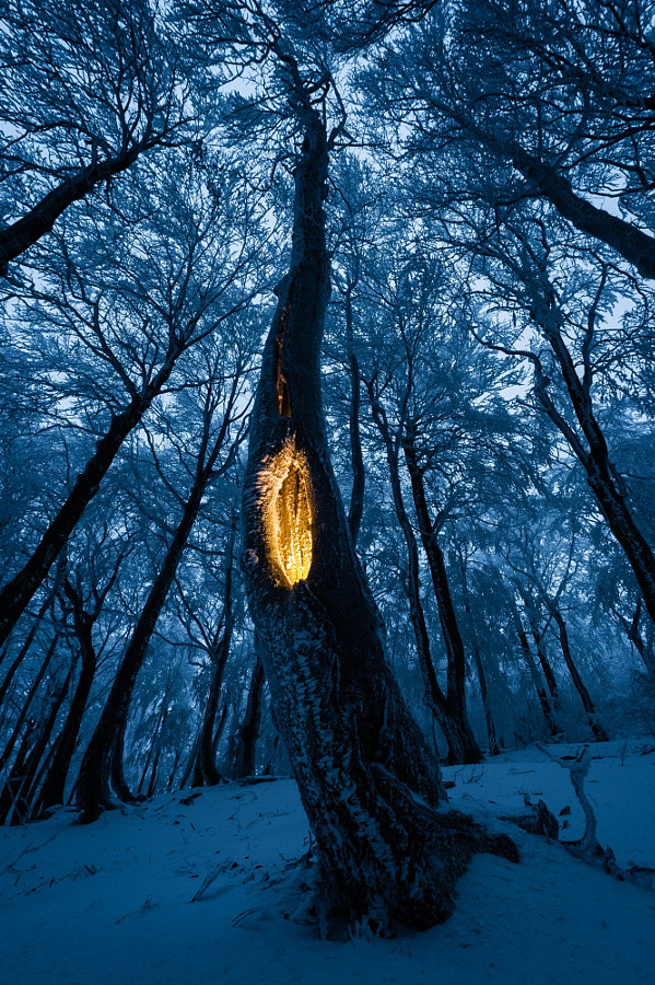 magicalnaturetour:  The Forest Secret by VOJTa Herout