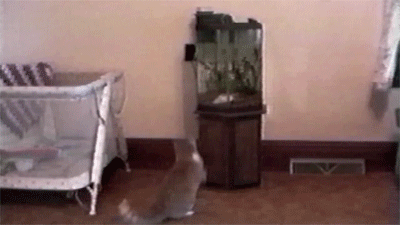 onlylolgifs:  Cats Having A Way Worse Day Than You 