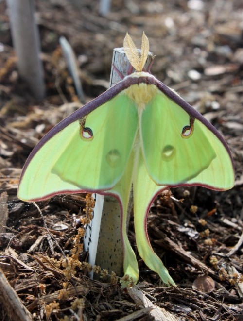 americananimal:newly-emerged Luna moth