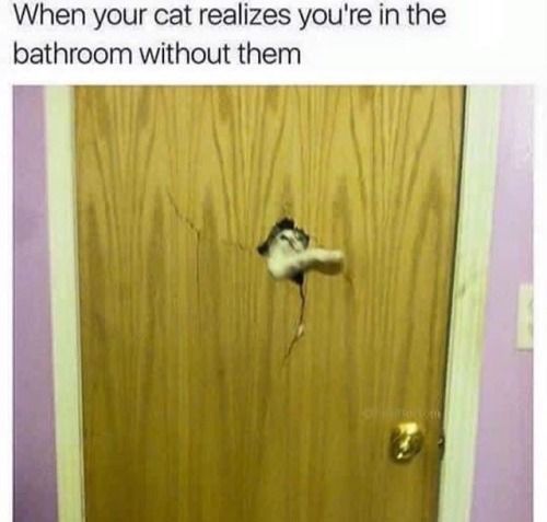 catstextposts: lmao