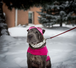 handsomedogs:  88CyRuS_88 / / Let it snow  