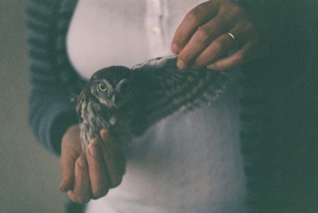 d-re-a-m-e-r:  indie &amp; nature blog