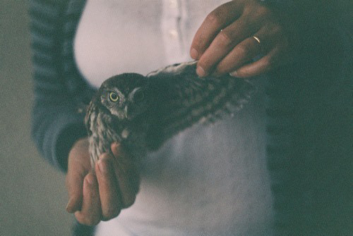 d-re-a-m-e-r:  indie & nature blog