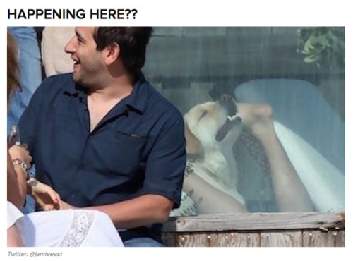 weirdbuzzfeed:WTF is Robert Downey Jr’s dog doing?