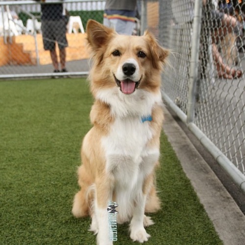 korrekt ugentlig klon The Dogumentor — Bodie, Australian Retriever Mix (2 y/o), Quartyard...