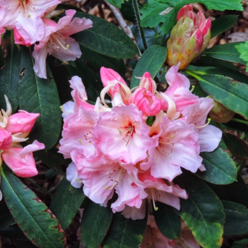 Spring Pink: Rhododendron and Peony, Washington Park Arboretum, Seattle, 28 April 2016.