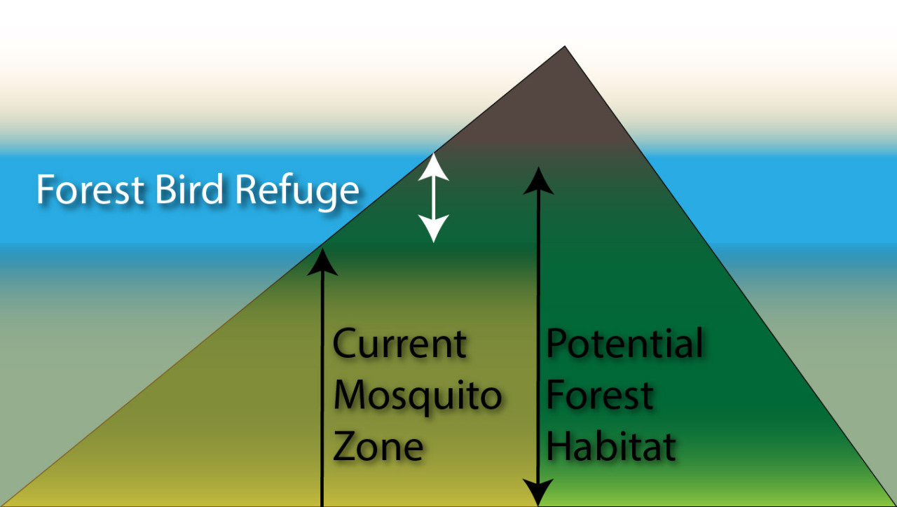 What's Killing Hawaiʻi's Forest Birds?, by U.S. Fish and Wildlife Service:  Pacific Islands, Conservation in the Pacific Islands