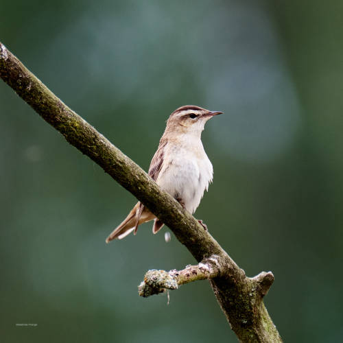 A relentless singer