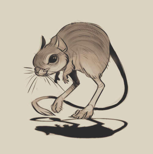  desert-dwelling rodent daily sketch