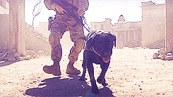 girl-fightt:  soldierporn:  He’s not a dog, he’s a Marine.  NOT CRYING. NOPE