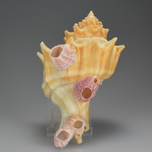 Belcher’s Chorus Shell (Forreria Belcheri, Hinds 1843) With Operculum and BarnaclesThis is a g