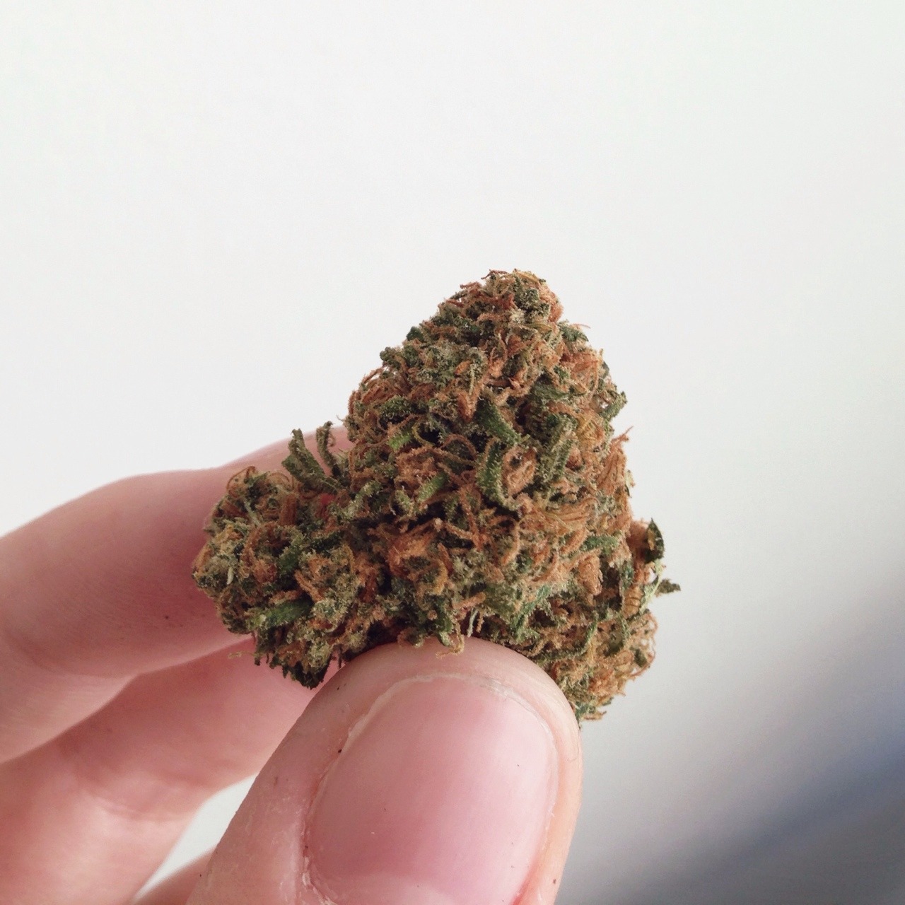 eluciidate:  two kinds of buds I have right now 