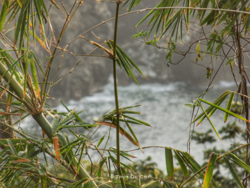 theeyeoftroy: The lookout point at Bamboo Cathedral, Chaguaramas. Trinidad. Copyright 2018 Troy De C