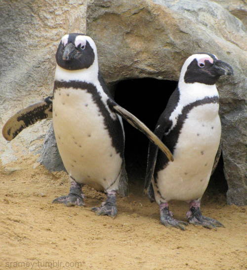 African penguins (Spheniscus demersus) and the similar Humboldt penguin (Spheniscus humboldti) can b