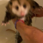 jpegonyx