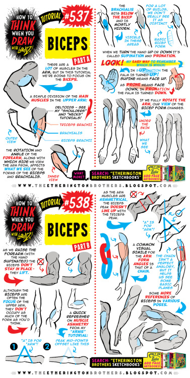 etheringtonbrothers:BRAND NEW TUTORIAL! BICEPS! I’m creating the world’s first true ENCY