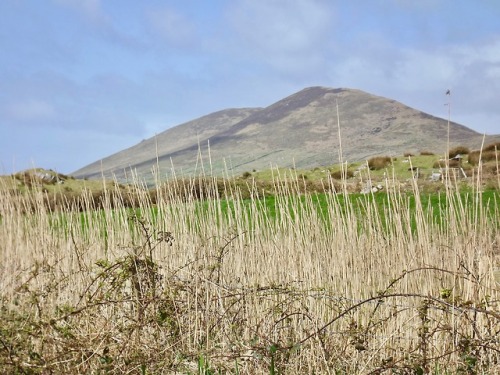 Landscape With Briars and Reeds, County Kerry, Ireland, 2013.