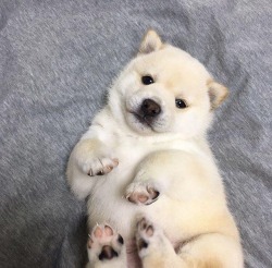 doggosource:  baby boye