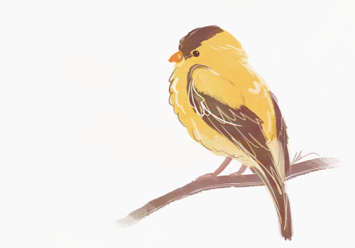 yellow birb