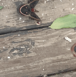 SO MANY MORE MOTHS THIS MORNING??????