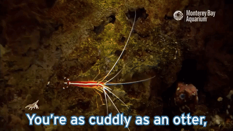 montereybayaquarium:ALTALTALTALTALTALTALTShrimp. Shramp. Shrump!Shellebrate the wonderful world of shrimp (and their shrimp-like friends) with this playful parody of “You’re a Mean One, Mr. Grinch”. We promise by the end, you’ll want to hug a