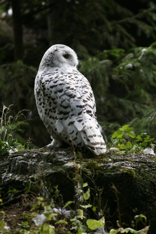 celtic-forest-faerie:{Owl} by {Szczur88}