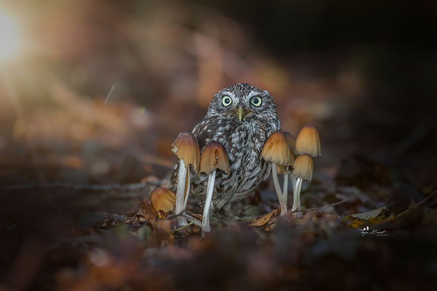 voiceofnature:  Cute tiny owl with mushrooms by   Tanja Brandt    @spywerewolf