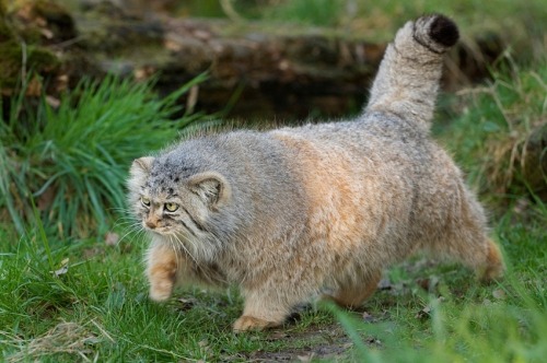 sleepydumpling:  roachpatrol:  everyone should look at the pallas cat for a minute ok   I think this is my patronus.