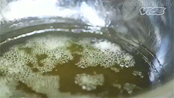 weedporndaily:  extracting butane hash oil (x) 