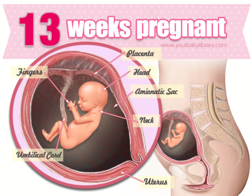 Hello second trimester! You’re 13 weeks pregnant and your baby is growing like an adorable lit