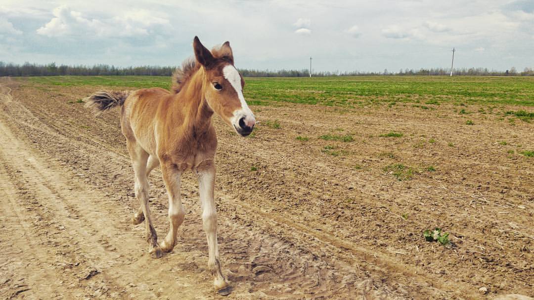 zeidzin:  #run #foal #horse #field #green #grass #brown 