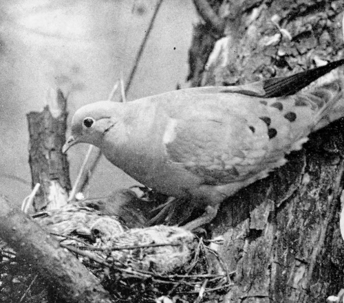 Mourning DoveBy: Arthur A. AllenFrom: The Book Of Bird Life1961