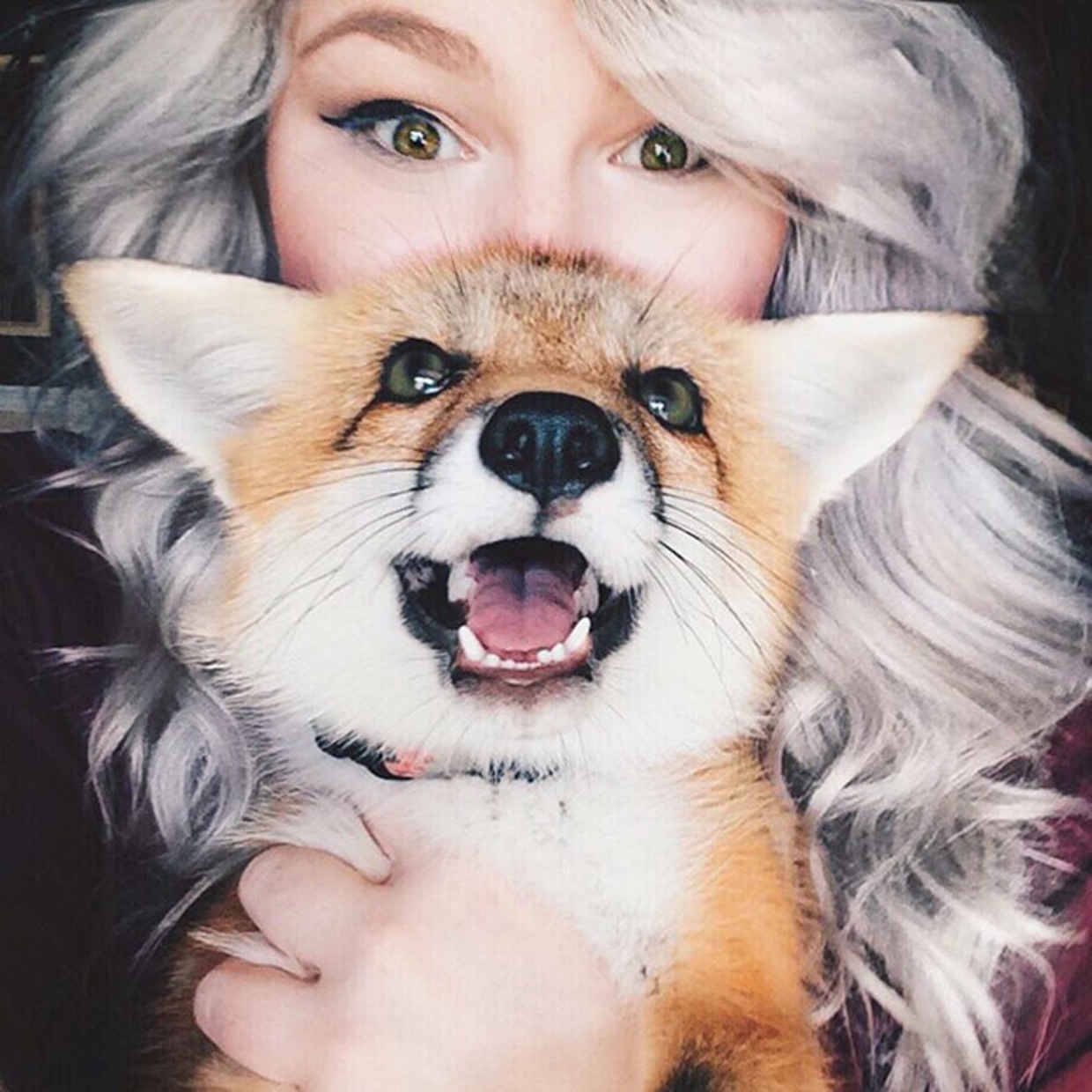 blazepress:  Meet Juniper, the Domesticated Fox That’s so Adorable She’ll Melt