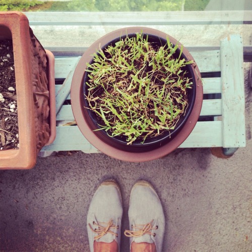 Time for some city balcony gardening!