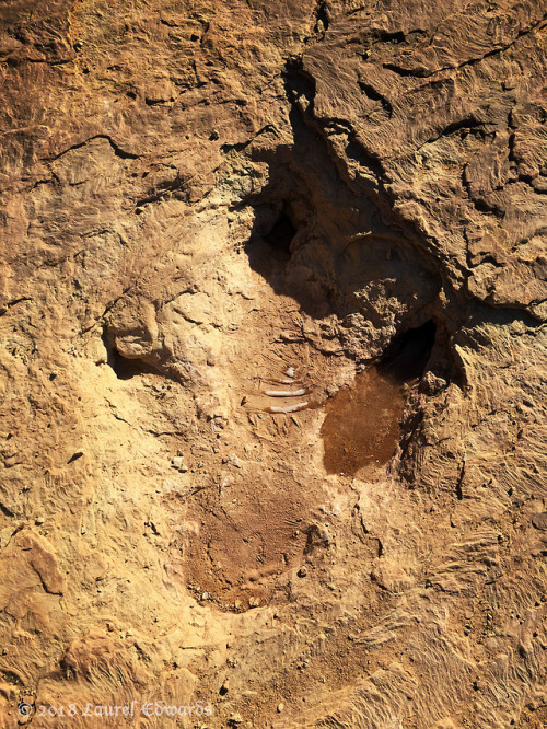 jadewolf-photography: Copper Ridge Dinosaur Tracksite Theropod TracksLate Jurassic (~150 million yea