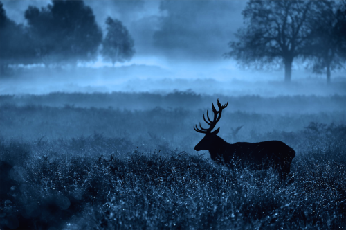 nubbsgalore:red deer stag photographed by mark bridger in richmond park 