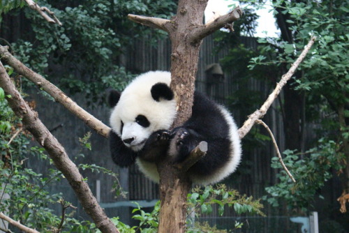 An 11-month old panda cub takes a nap in a tree.Chengdu Research Base of Giant Panda Breeding. Cheng
